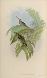 Phaethornis superciliosus